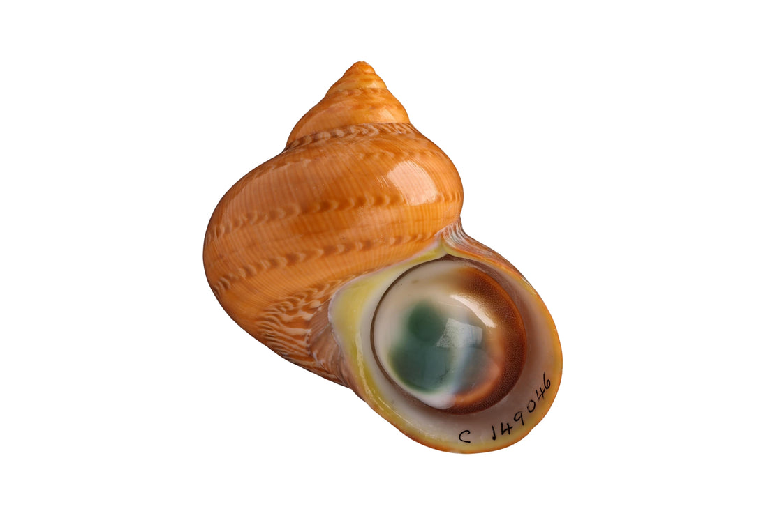 Vintage 14 carat gold Mata Biak ring